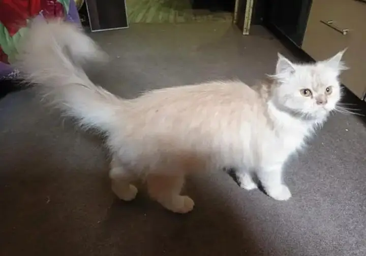 Persian cat — photo 3