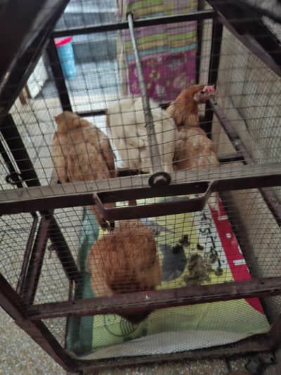 hens 4 and cock 1