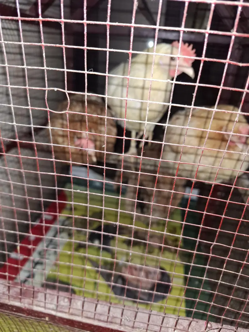hens 4 and cock 1 — photo 2