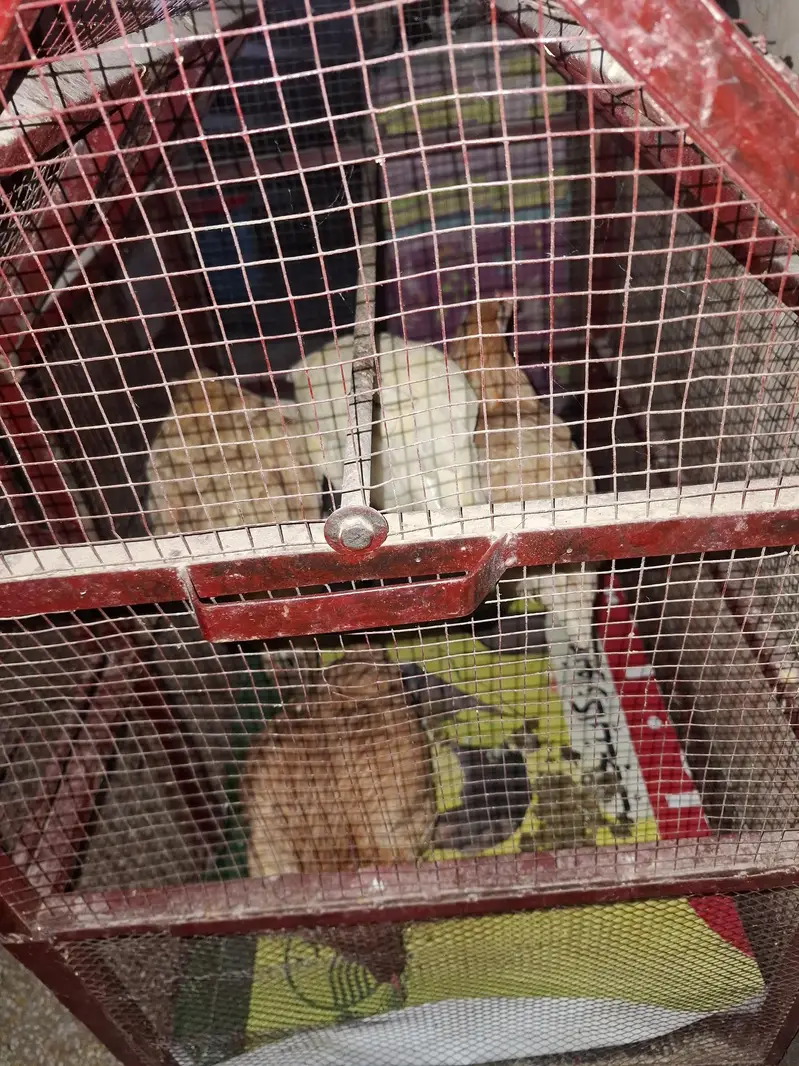 hens 4 and cock 1 — photo 3