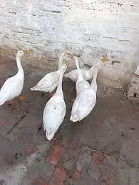 Big Duck For Sale 1 Male 4 Female Rate Single Piece Ka Hai