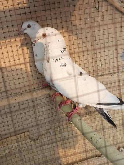 Fancy pigeon for sale in reasonable