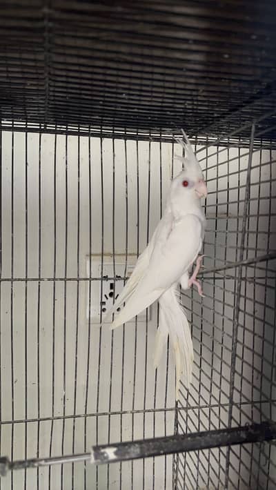 MashAllah Jumbo Size Love Birds & Cocktail Pair For Sale