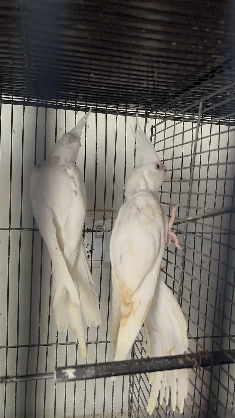 MashAllah Jumbo Size Love Birds & Cocktail Pair For Sale — photo 2