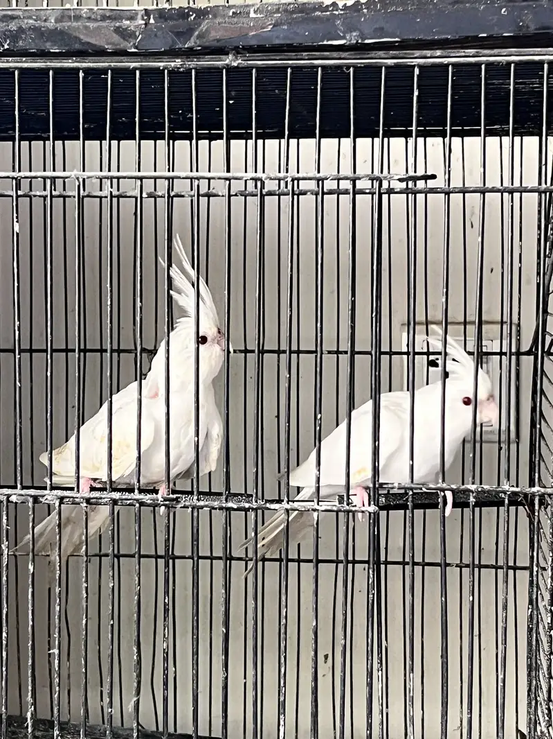 MashAllah Jumbo Size Love Birds & Cocktail Pair For Sale — photo 3