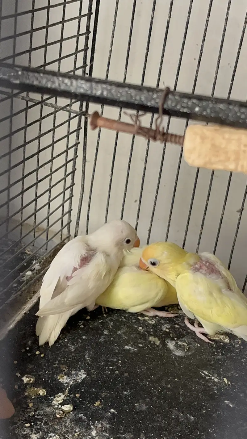MashAllah Jumbo Size Love Birds & Cocktail Pair For Sale — photo 4