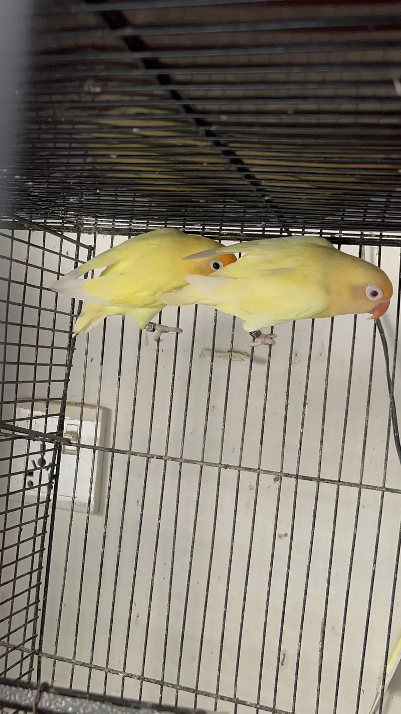 MashAllah Jumbo Size Love Birds & Cocktail Pair For Sale — photo 5