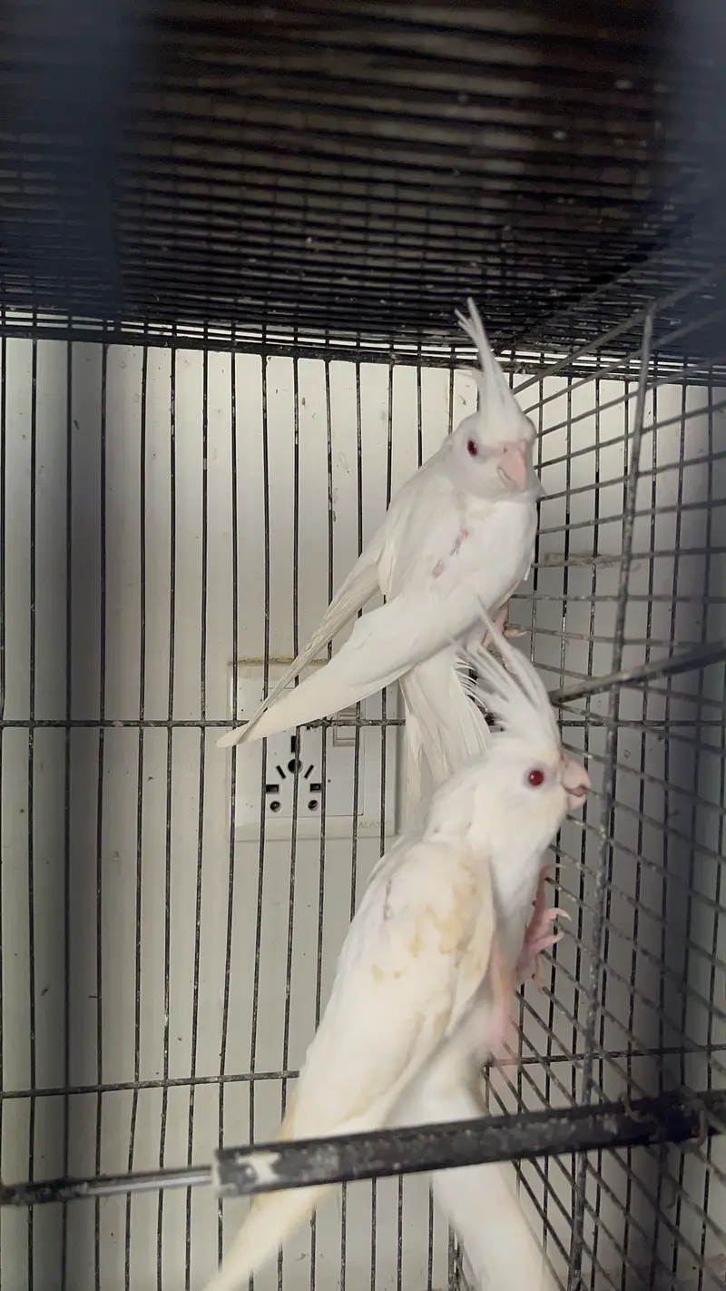 MashAllah Jumbo Size Love Birds & Cocktail Pair For Sale — photo 6