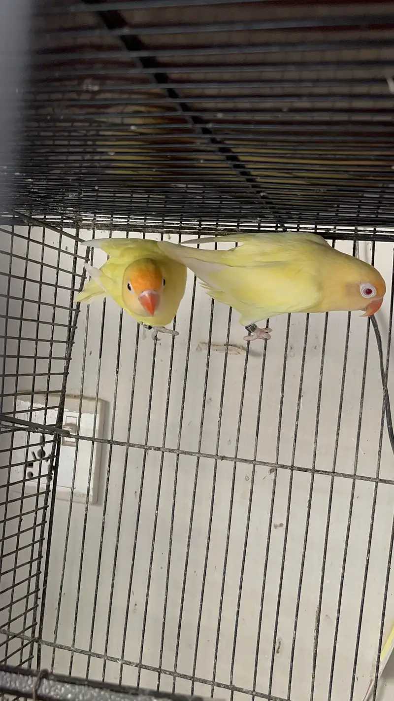 MashAllah Jumbo Size Love Birds & Cocktail Pair For Sale — photo 7
