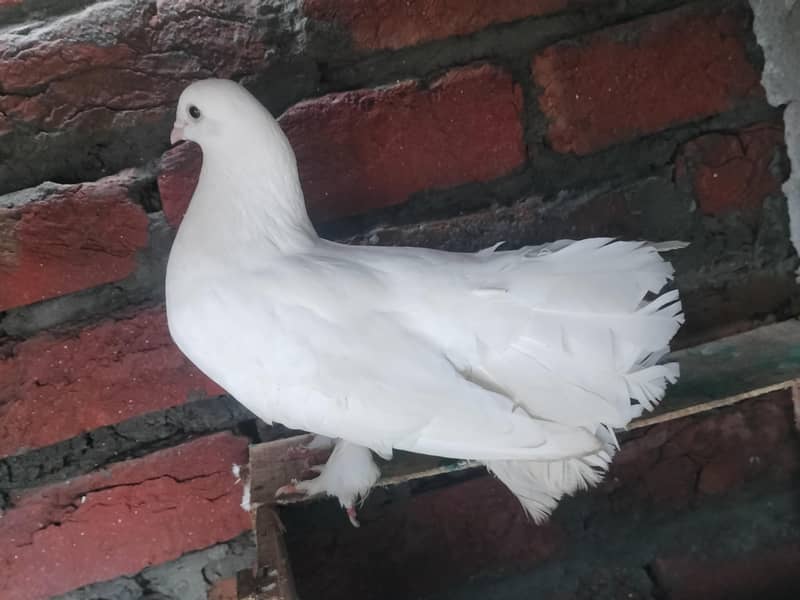 WHITE COLOUR 1