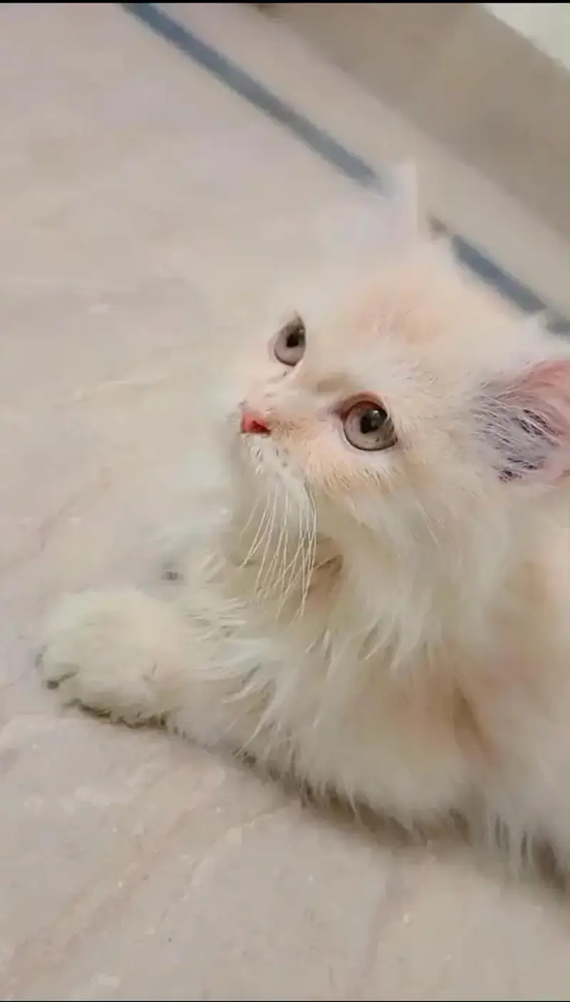 Persian male triple cotted cat — photo 2