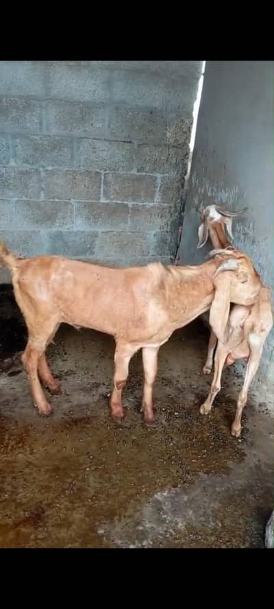 Donda Bakra