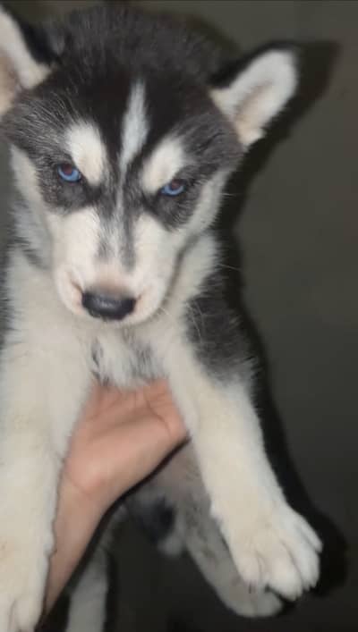 Husky for sale