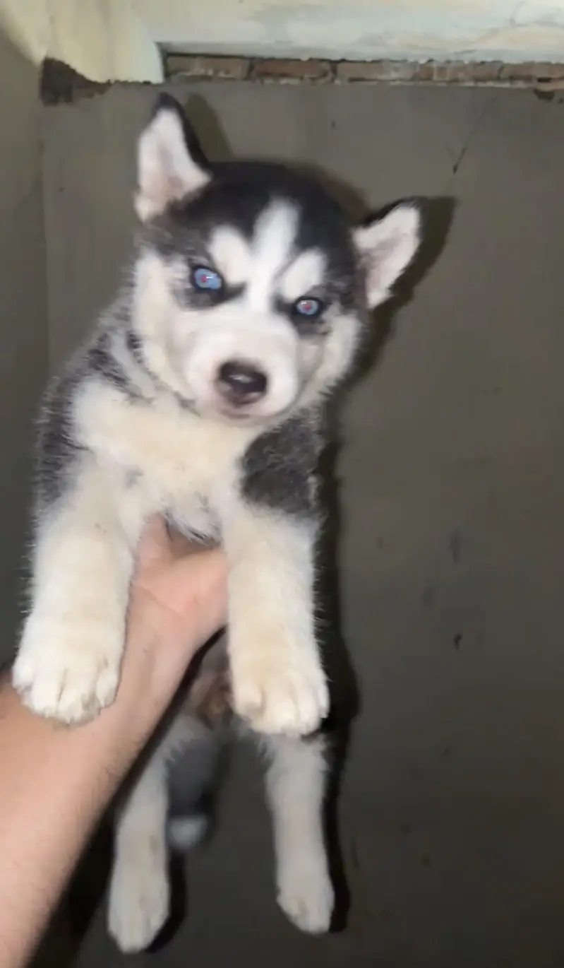 Husky for sale — photo 2