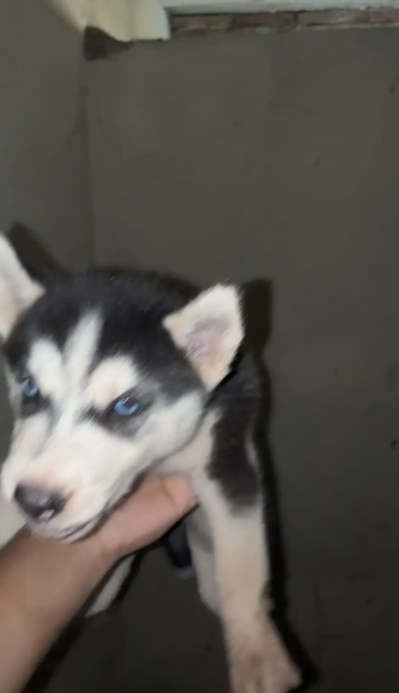 Husky for sale — photo 3