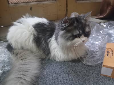 triple coat cat