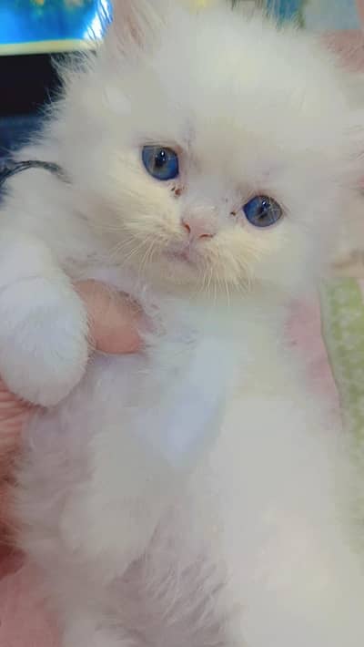 female kitten sale kar rha hu kese ko chaheye to contact kare