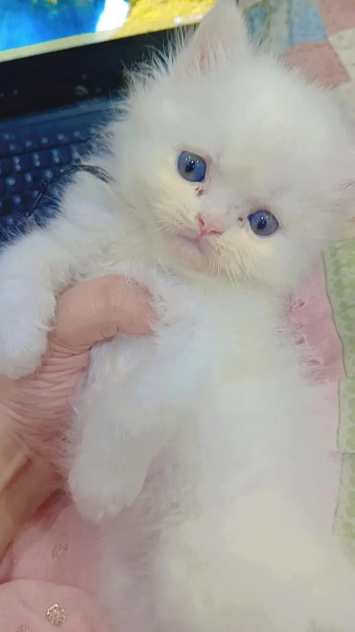 female kitten sale kar rha hu kese ko chaheye to contact kare — photo 2