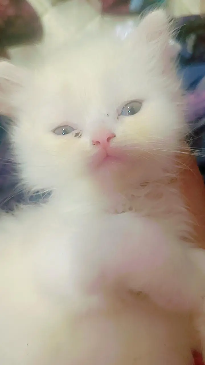 female kitten sale kar rha hu kese ko chaheye to contact kare — photo 3