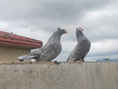 silver mukhi breaker pair