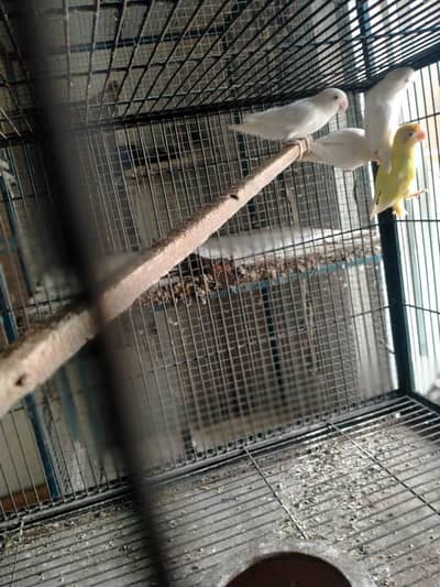 Albino red eye 4piece for sale