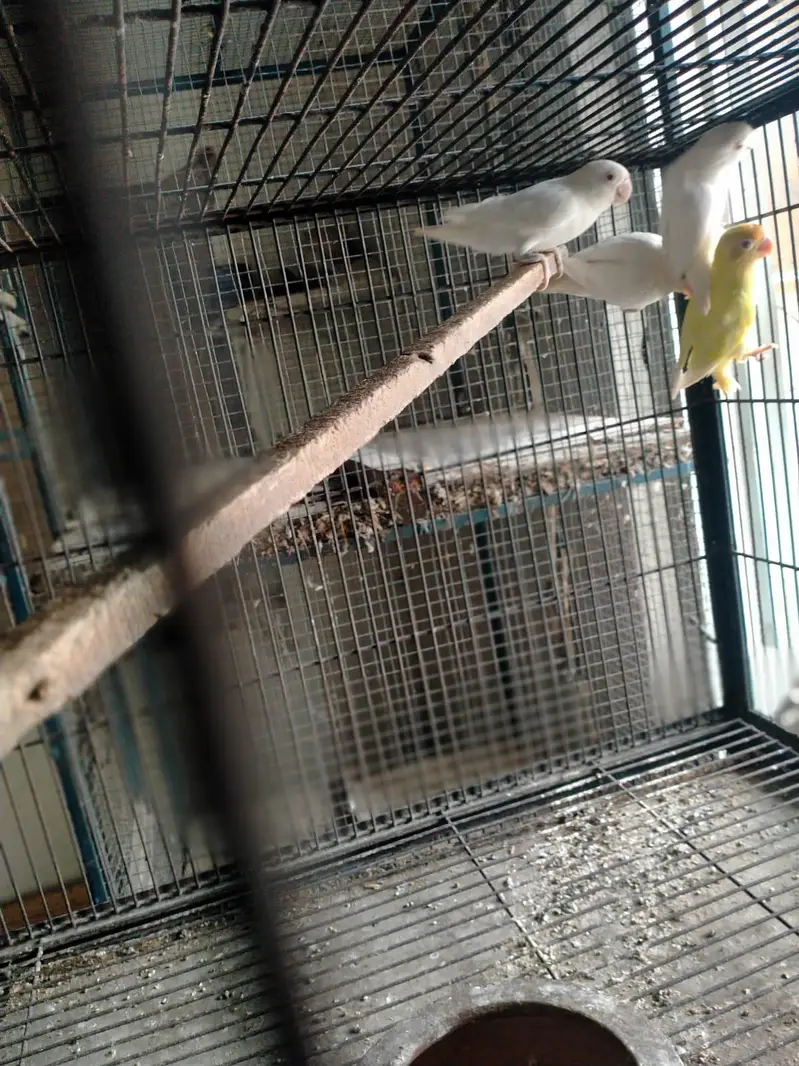Albino red eye 4piece for sale