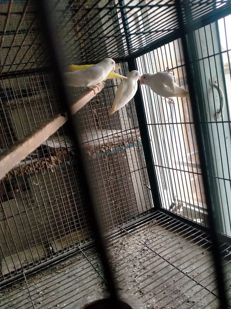 Albino red eye 4piece for sale — photo 2