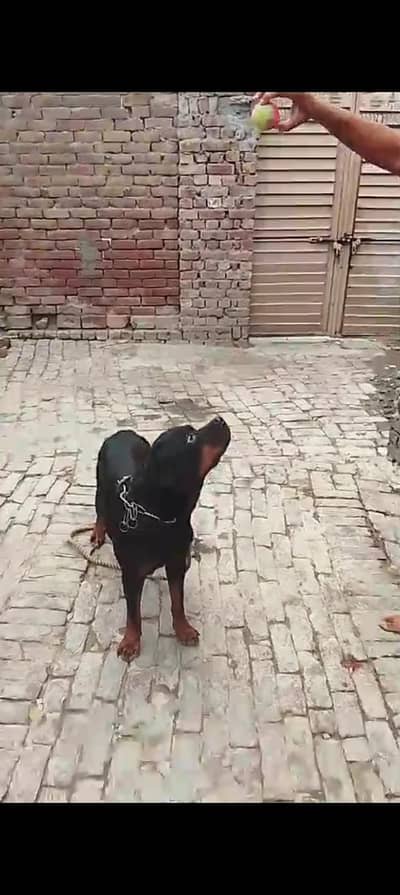 rottweiler husky pitbull sheerzu pitbull