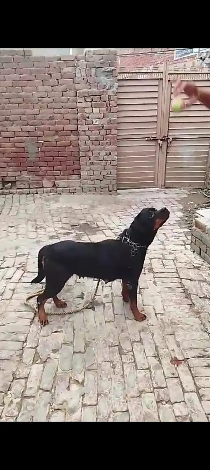 rottweiler husky pitbull sheerzu pitbull — photo 2