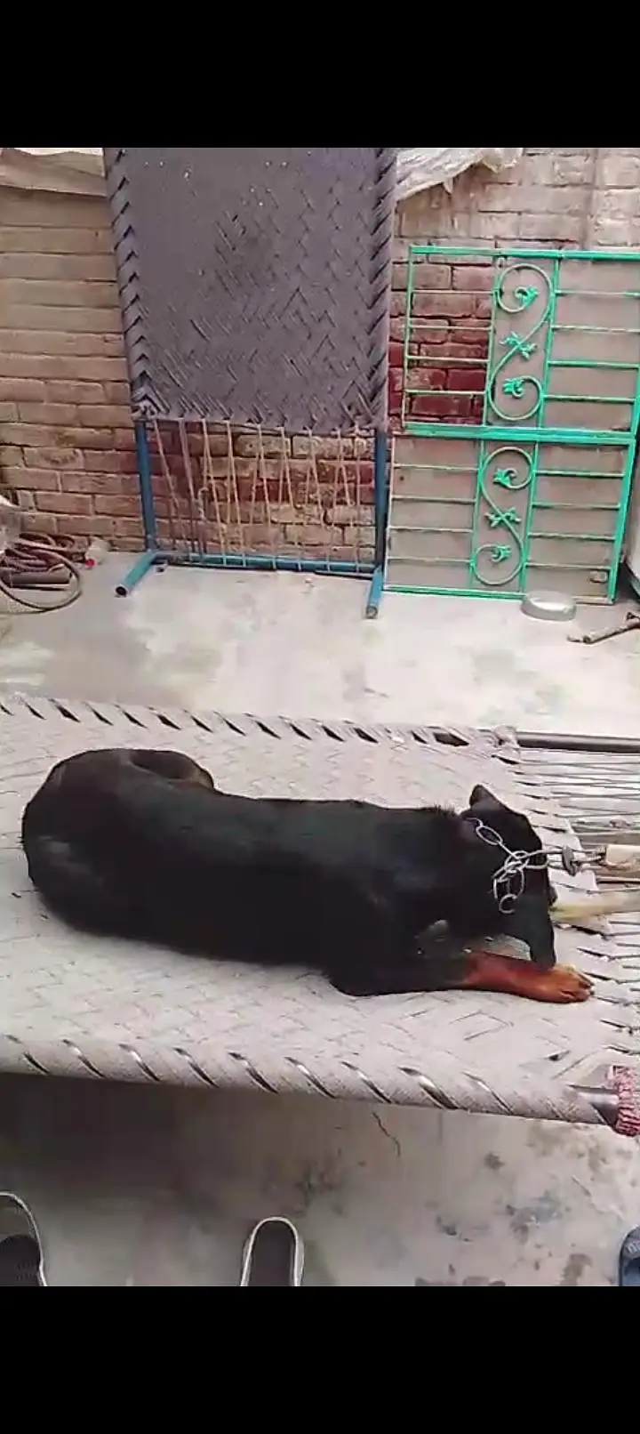 rottweiler husky pitbull sheerzu pitbull — photo 3