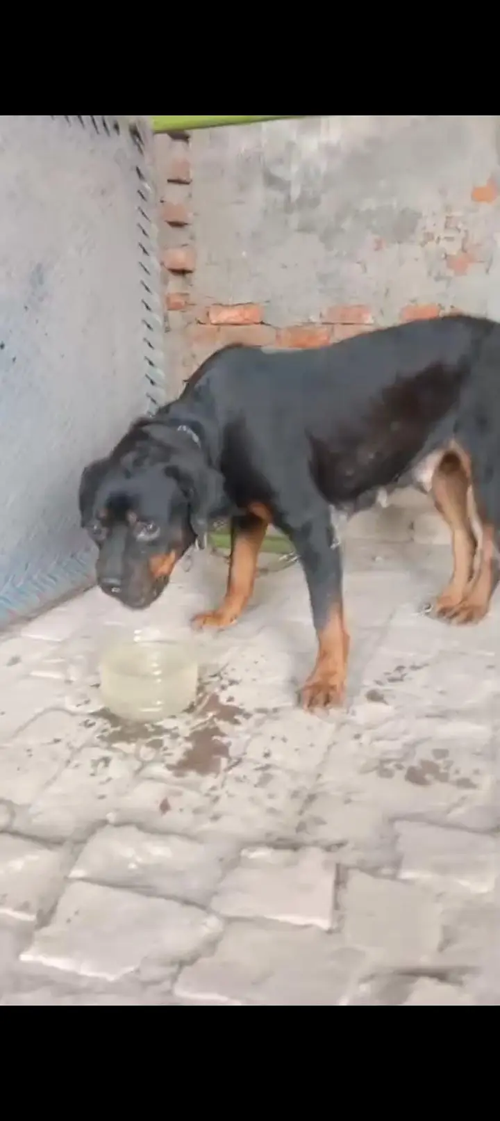 rottweiler husky pitbull sheerzu pitbull — photo 4