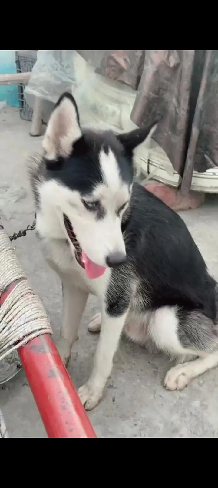 rottweiler husky pitbull sheerzu pitbull — photo 5