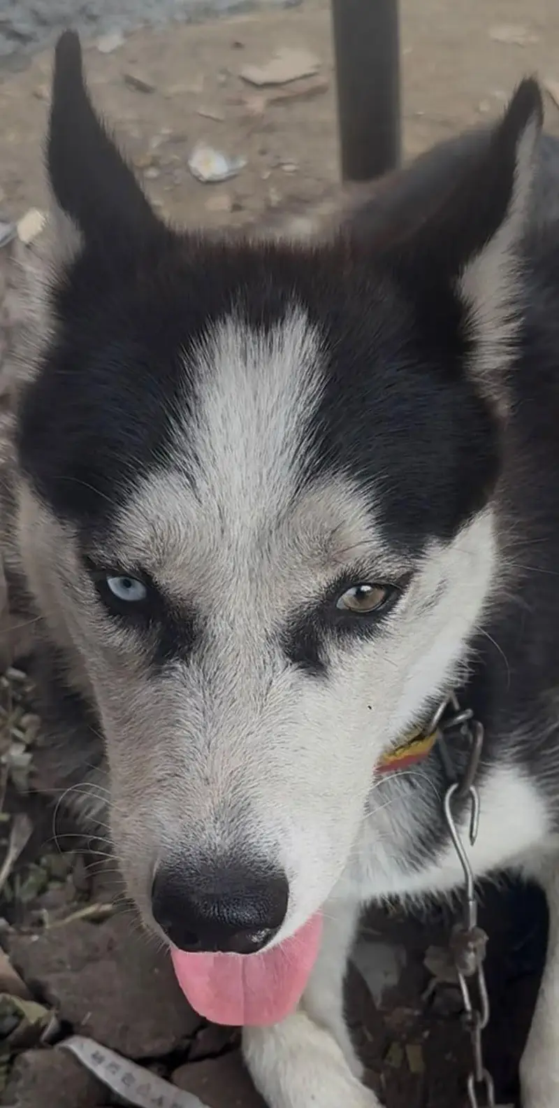 rottweiler husky pitbull sheerzu pitbull — photo 7