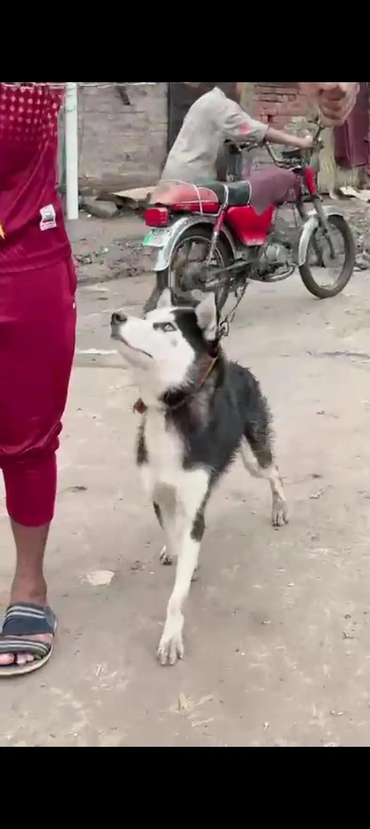 rottweiler husky pitbull sheerzu pitbull — photo 8