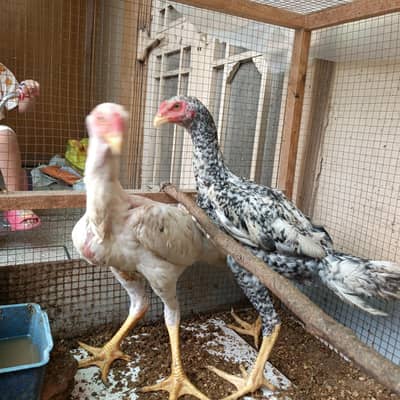 Oh Shamoo Female for Sale