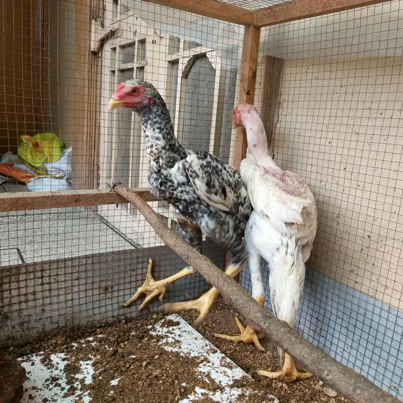 Oh Shamoo Female for Sale — photo 2