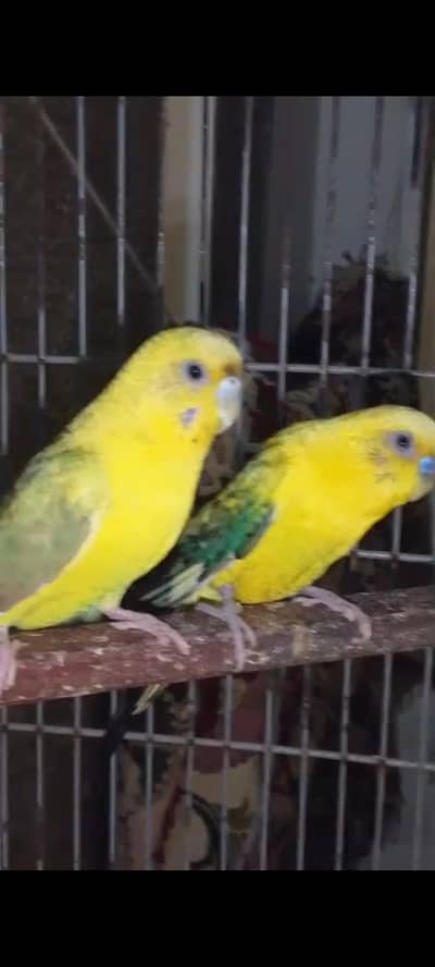 lutino black wing breeder pair