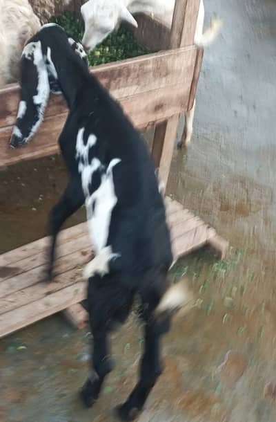 Beetal goat kids