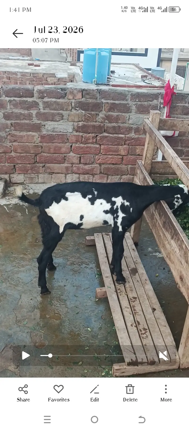 Beetal goat kids — photo 2