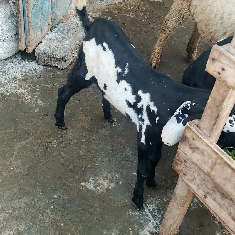 Beetal goat kids — photo 3