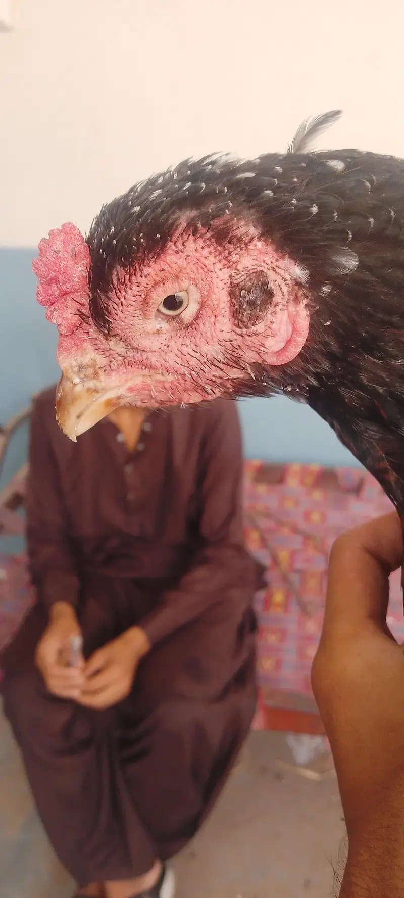 aseel mianwali murghi hai 3 Saal ki — photo 3