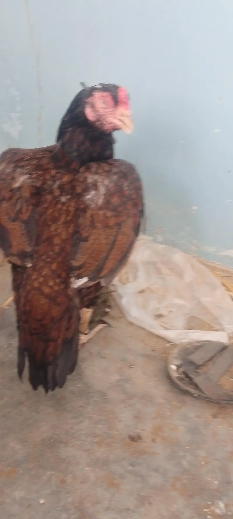 aseel mianwali murghi hai 3 Saal ki — photo 6