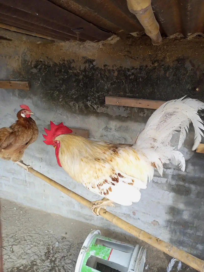 Desi hen pair — photo 2
