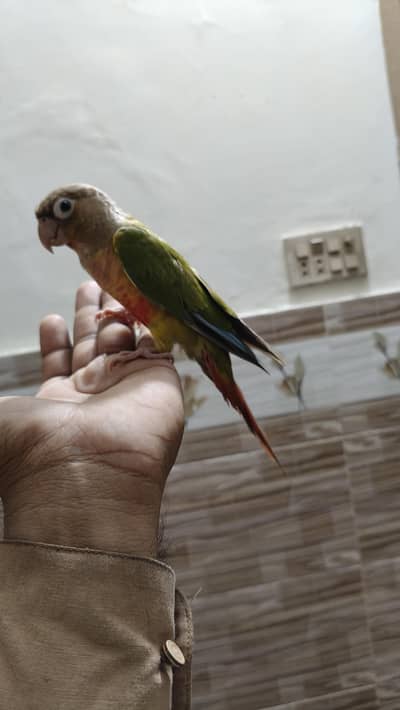 pine apple conure male for sale available