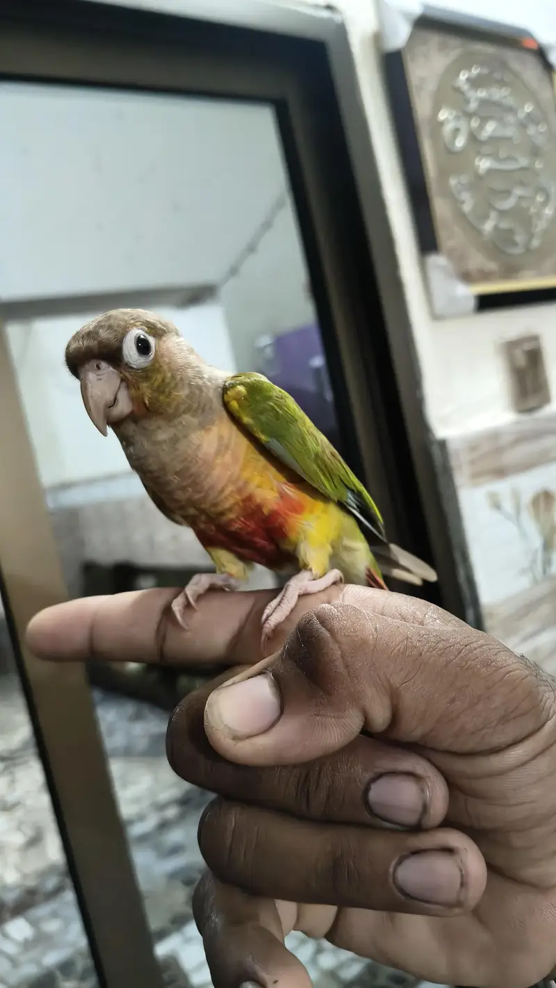 pine apple conure male for sale available — photo 2