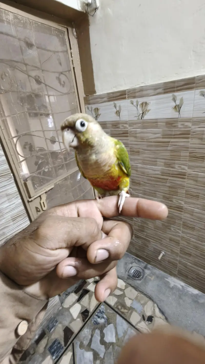 pine apple conure male for sale available — photo 3