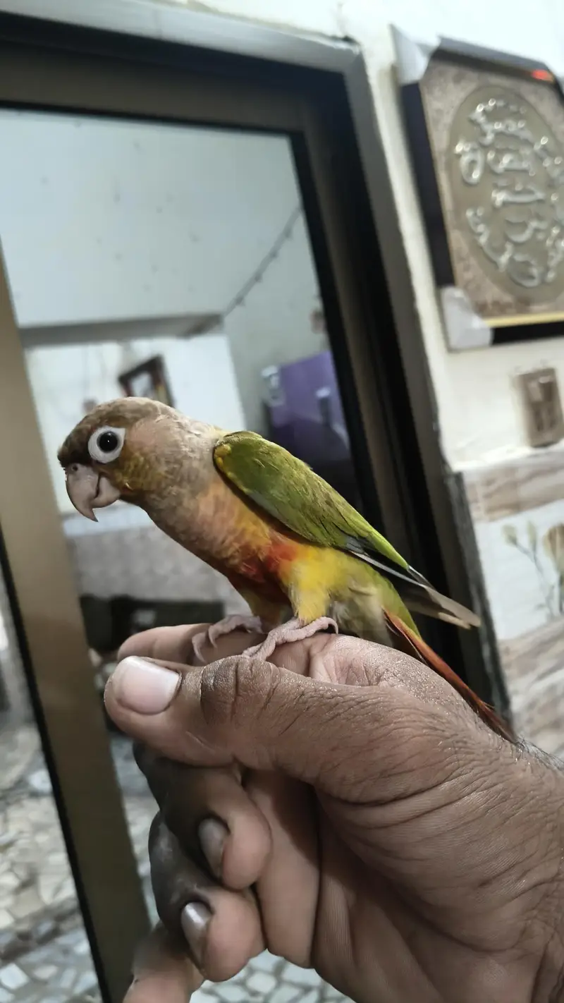 pine apple conure male for sale available — photo 4