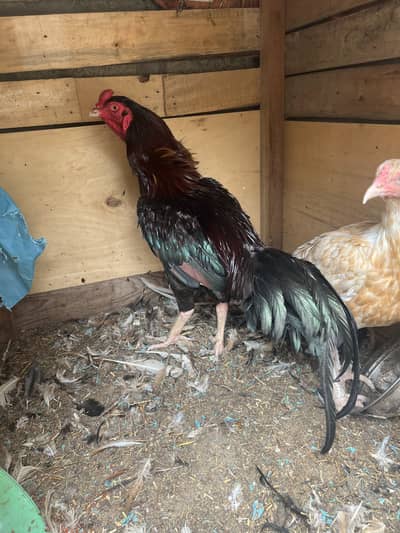 Aseel Red and White pair Jodi for sale