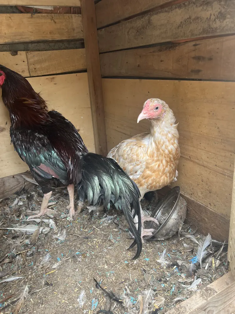 Aseel Red and White pair Jodi for sale — photo 4