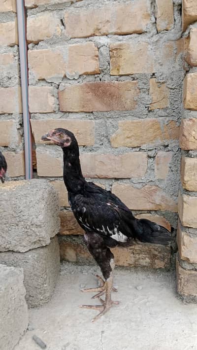 shamo chiks and silki chiks